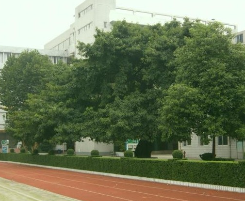 成都石室錦城外國語學(xué)校地理位置在哪里？