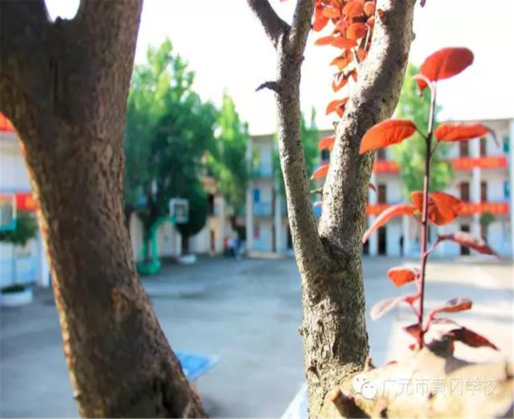 廣元市黃岡學(xué)校詳細地址在什么地方？