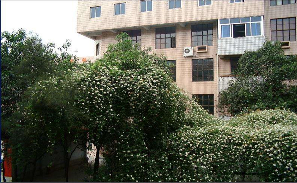 石室聯(lián)合中學蜀華分校2020年招生計劃是多少？