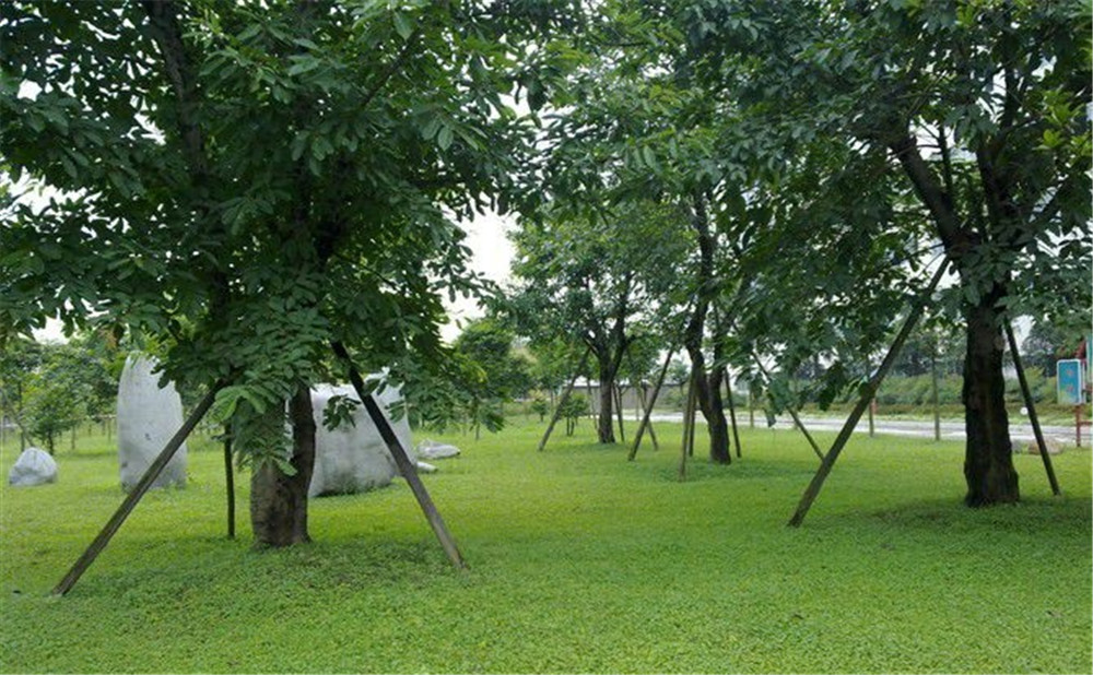 成都市三十八中學(xué)的高考升學(xué)率是多少？