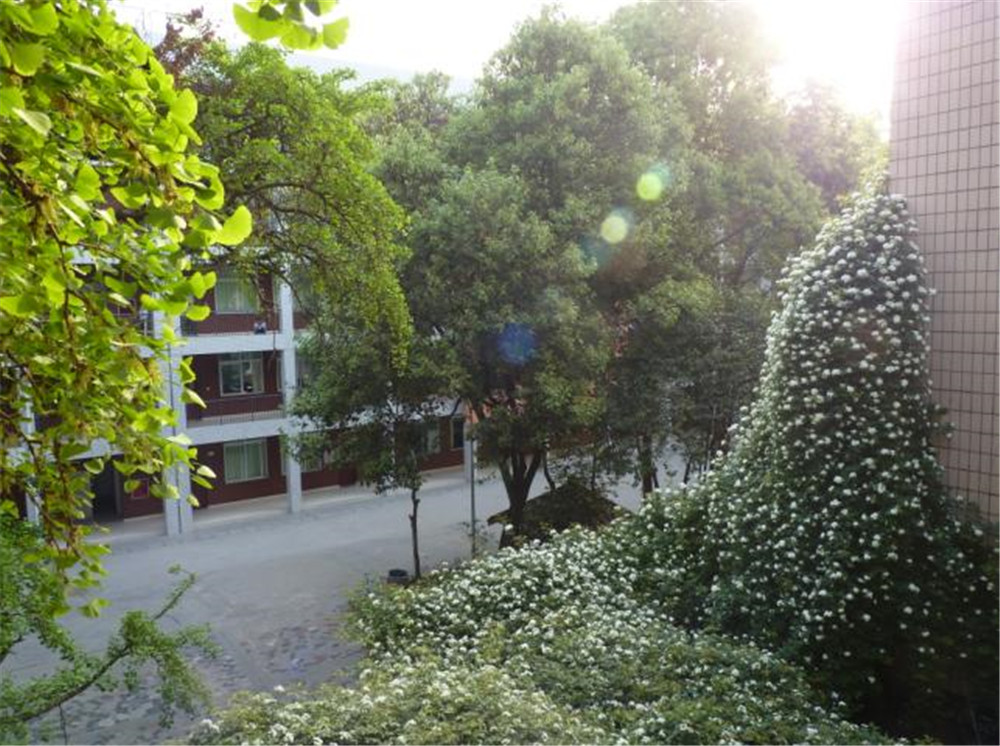 石室聯(lián)合中學蜀華分校的升學率是多少？