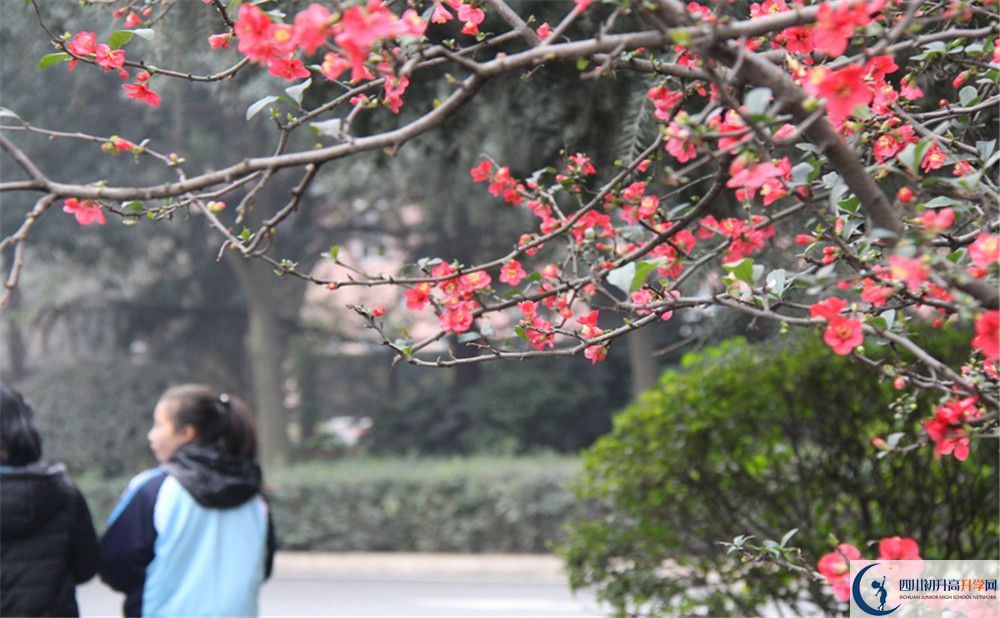 成都36中的地址在哪里？